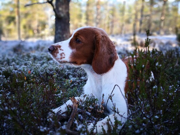 Photo un chien assis sur le champ.