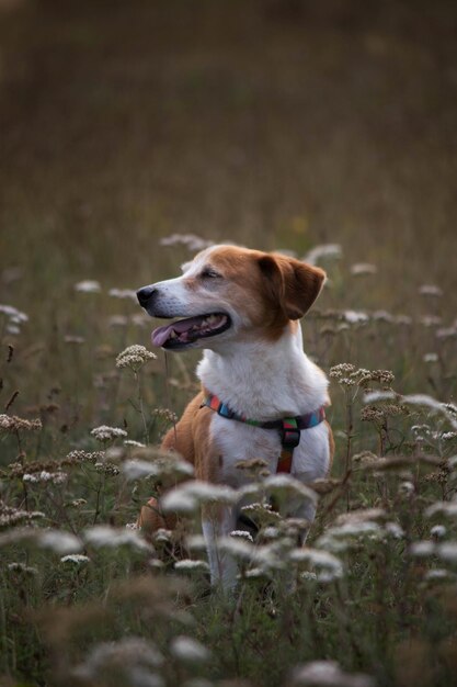 Photo un chien assis sur le champ.