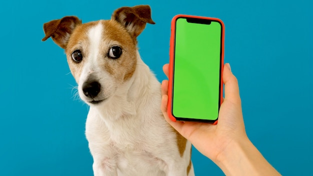 Chien assis à côté d'un écran vert de smartphone