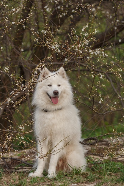 Photo un chien assis dans un arbre