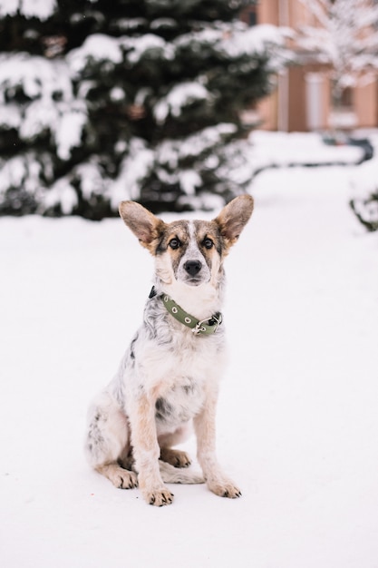 Chien assis dans la forêt d'hiver