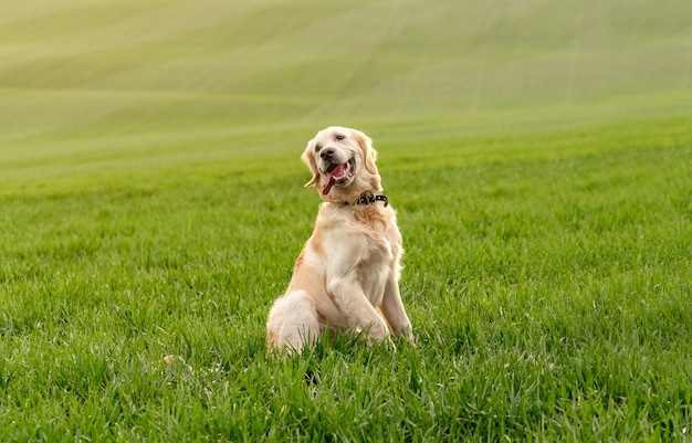 Chien assis dans l'herbe verte