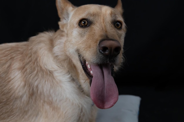 Photo un chien assis dans un studio avec la langue dehors