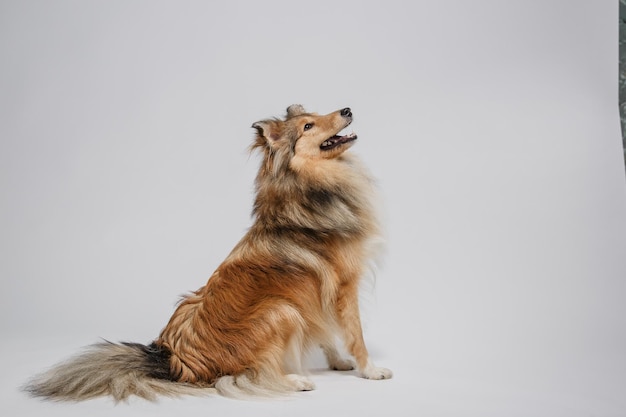 Un chien assis devant un fond blanc