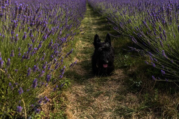 chien assis entre les rangées de lavande