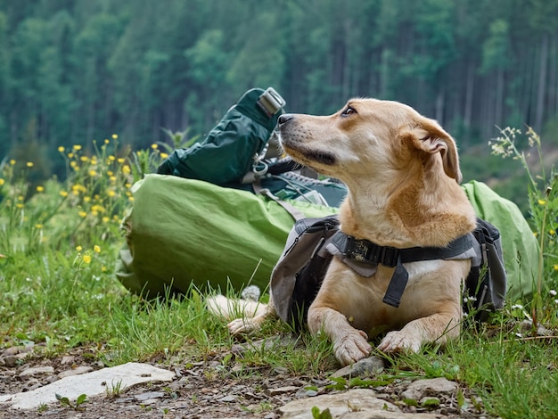 Chien assis sur l'herbe dans les montagnes. Carpates, Ukraine