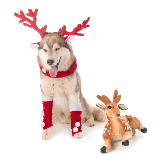 Photo un chien assis avec un jouet en peluche sur un fond blanc