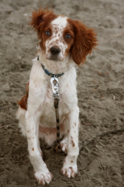 Chien assis sur la plage