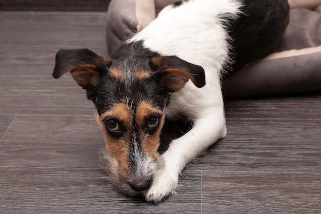 Chien assis sur un plancher en bois Chiot jack russell terrier en levant