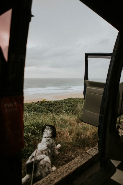 Chien Assis Près D'une Voiture En Regardant L'océan