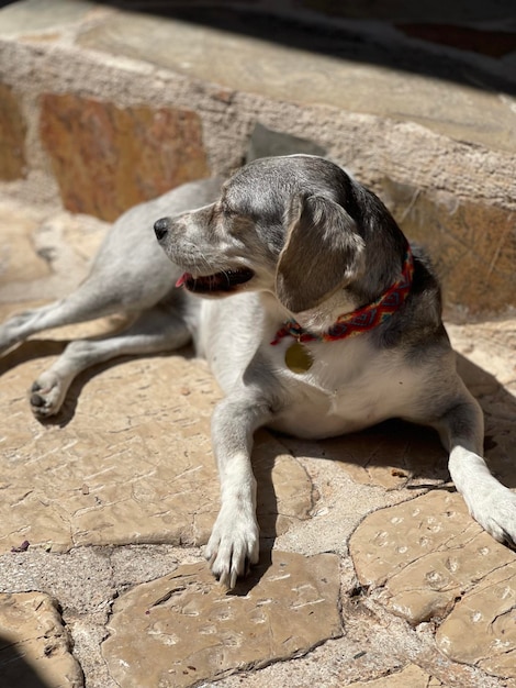 Photo un chien assis sur un rocher