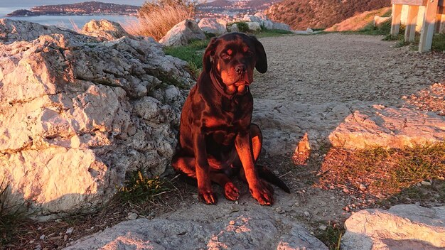 Photo un chien assis sur un rocher