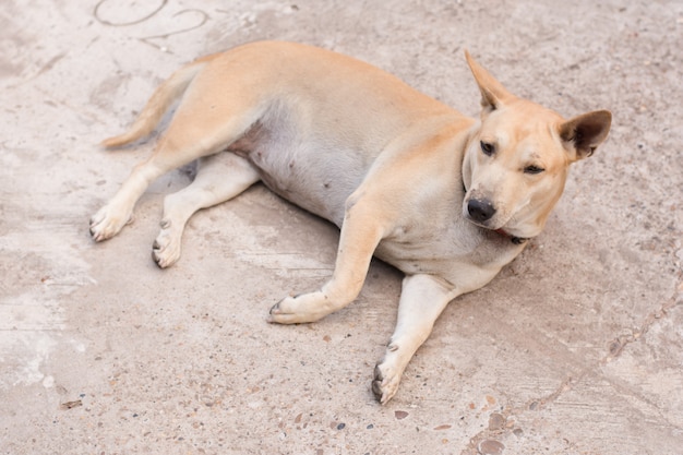 Chien assis sur un sol en béton