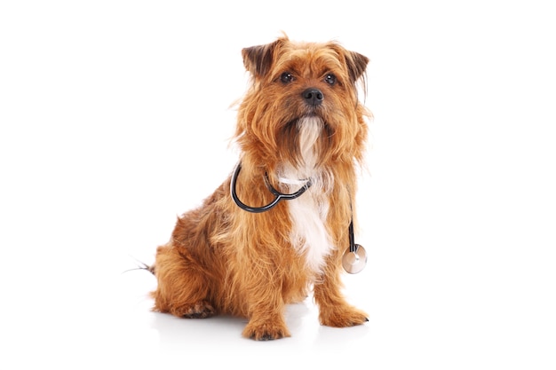 Un chien assis avec stéthoscope sur fond blanc