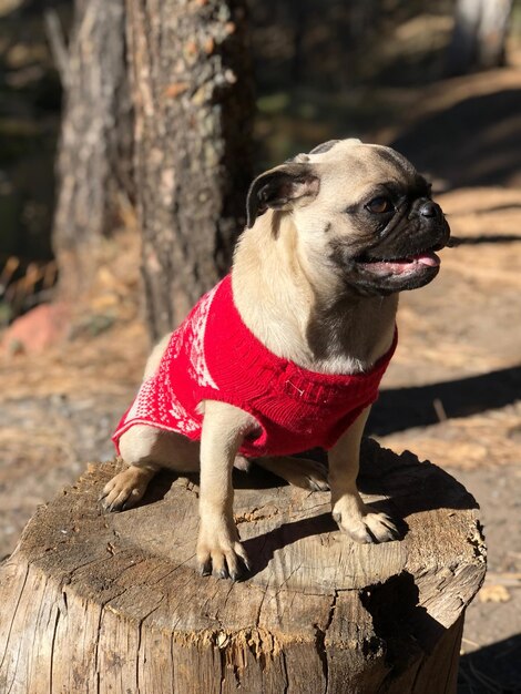 Photo un chien assis sur le tronc d'un arbre