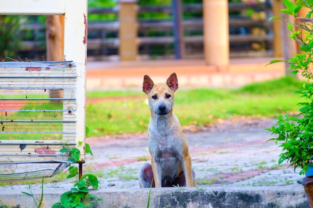 Chien assis sur le trottoir et attendre quelqu&#39;un