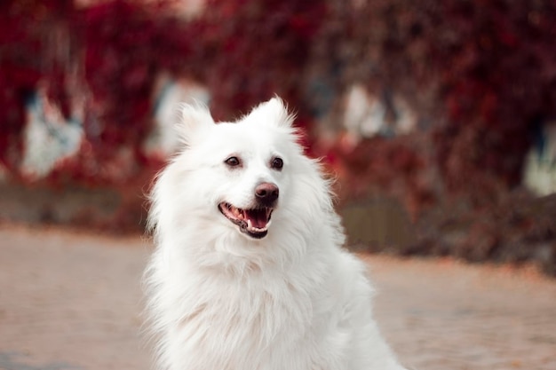 Un chien assis sur un trottoir