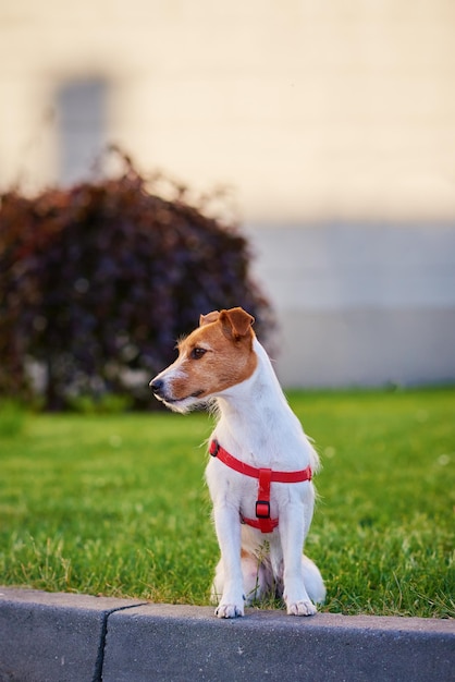 Chien assis sur le trottoir