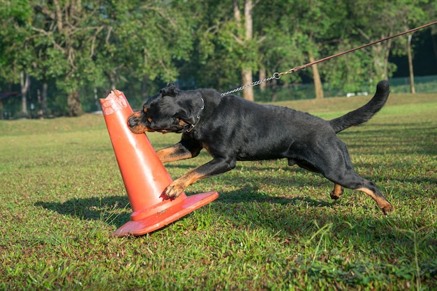 Un chien attaque un cône rouge en le mordant