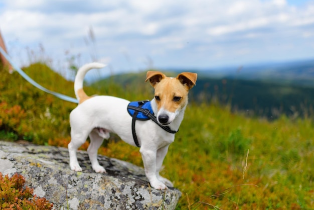 Le chien attend une aventure en montagne en été