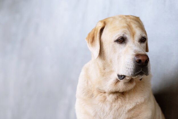 Le chien attend la nourriture du propriétaire.