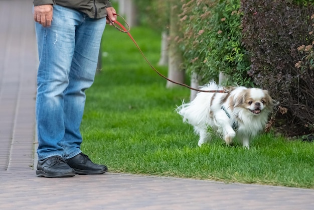 Le chien attend le propriétaire. Boule de chien. Aire de jeux pour chiens. Race de chien. Animaux de race pure. Animal de compagnie moelleux.