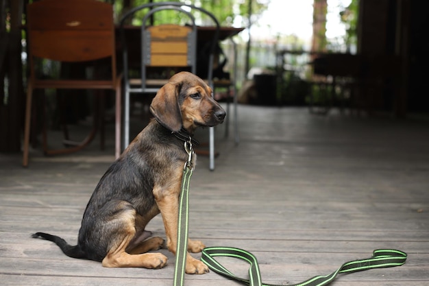 chien attendant son maitre