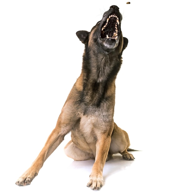 Un chien attrapant de la nourriture sur un fond blanc