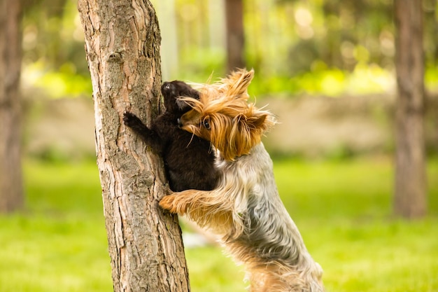 Le chien a attrapé un chaton sur un tronc d'arbre et le tient