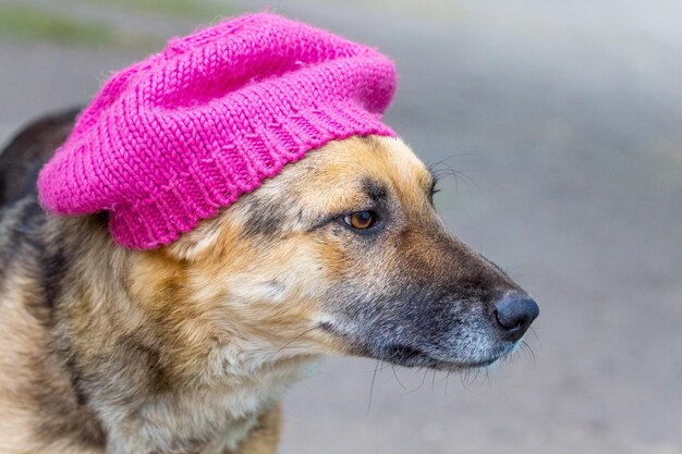 Chien au chapeau rose. Saison froide, protection contre le froid_