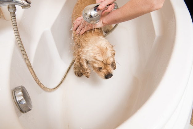 Chien au salon de toilettage ayant un bain.