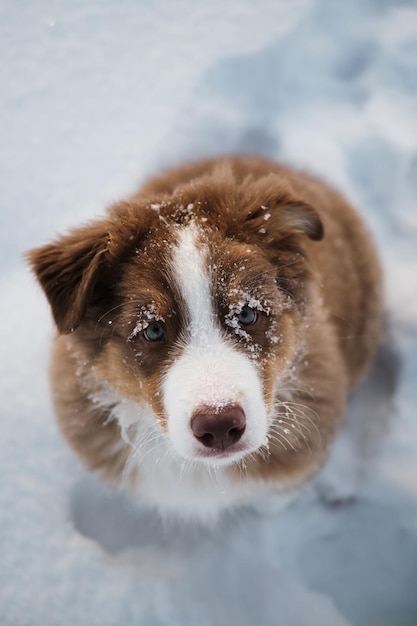Chien Aussie en promenade dans le parc d'hiver Portrait en gros plan d'un flocon de neige sur le museau du chien