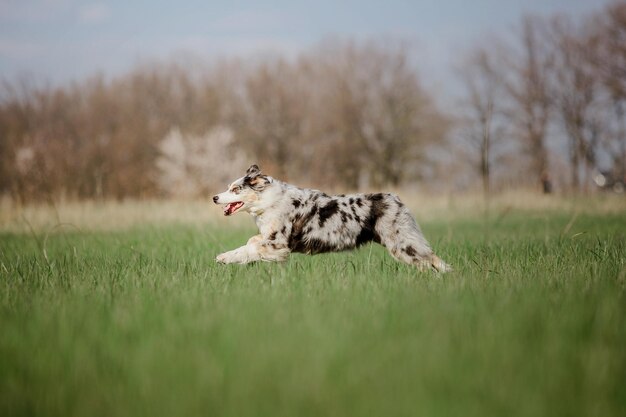 Chien australien de berger australien extérieur