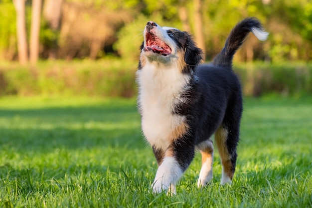 Un chien australien heureux se promène dans un pré avec de l'herbe verte en été ou au printemps Un beau chiot de berger australien de 3 mois Un chien mignon aime jouer dans le parc en plein air