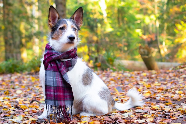 Chien d'automne, un chiot mignon avec un foulard est assis dans des feuilles colorées dans la forêt. Un animal romantique et satisfait obtient des rayons de soleil dorés en automne, humeur