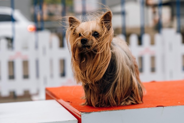 Un chien aux cheveux longs est assis sur une plate-forme rouge.