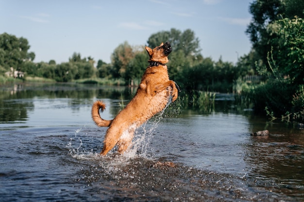 Un chien aux cheveux roux saute dans la rivière