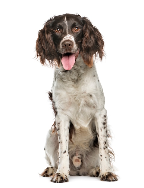 Chien aux oreilles moelleuses assis et regardant la caméra en haletant