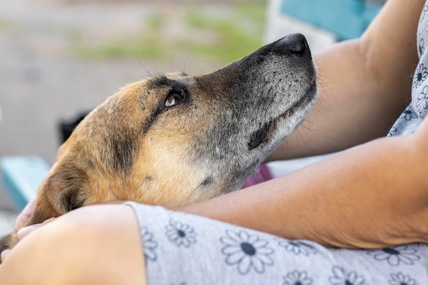 Chien aux pieds de sa maîtresse, une femme caresse le chien