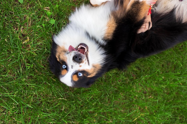 Un chien aux yeux bleus est allongé sur l'herbe et regarde la caméra.