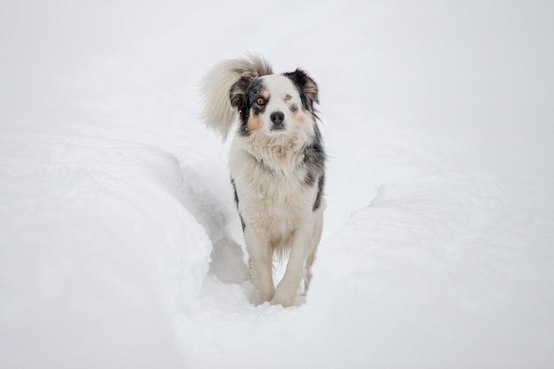 Chien aux yeux bleus sur le fond de neige