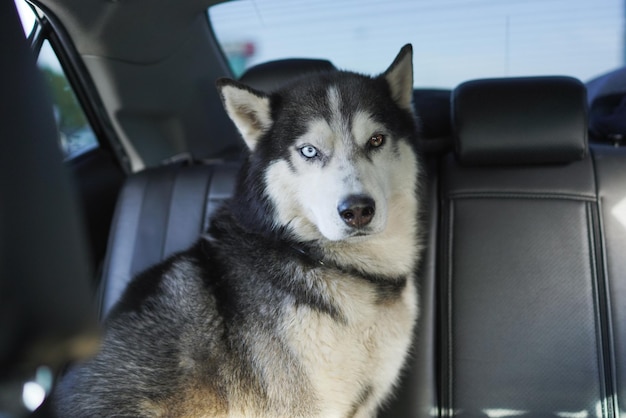 Un chien aux yeux bleus