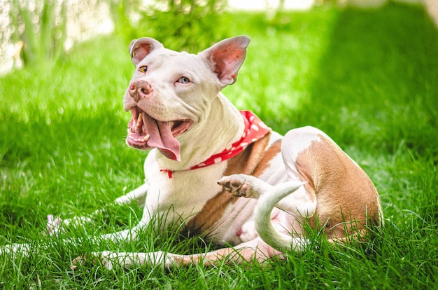 Chien aux yeux différents jouant dans le jardin