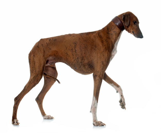 chien azawakh brun