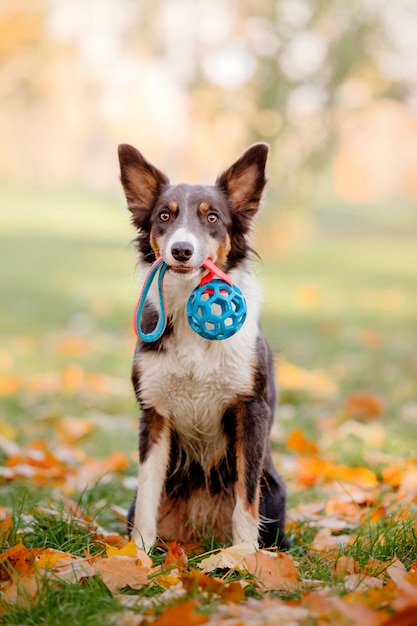 Un chien avec une balle bleue dans la gueule