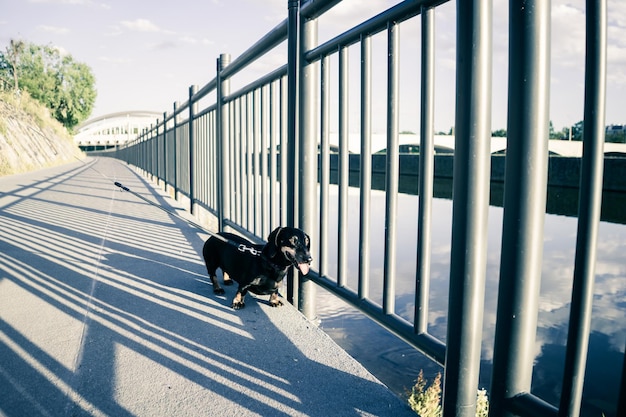 Photo chien sur la balustrade par le pont contre le ciel