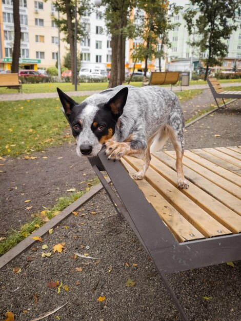 Un chien sur un banc dans un parc