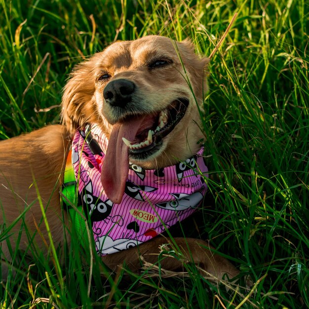 Un chien avec un bandana rose qui dit "j'aime les chiens"