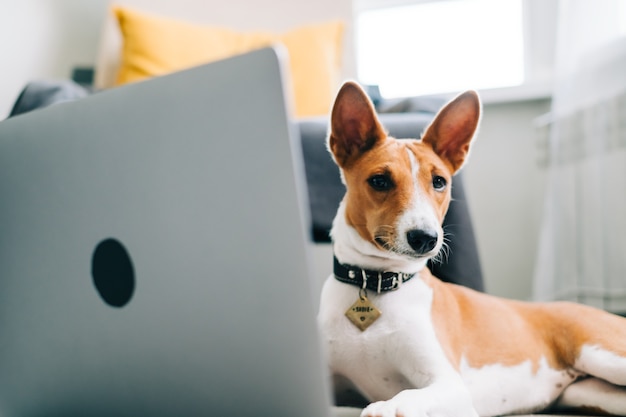 Chien basenji blanc rouge allongé sur un sol avec un ordinateur portable.