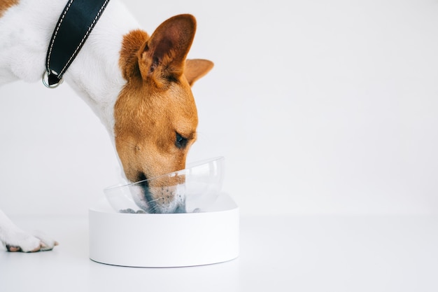 Chien basenji blanc rouge mangeant des aliments isolés